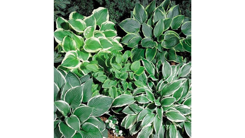 perennial hosta seeds shade