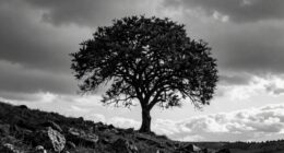 balancing elements for emphasis